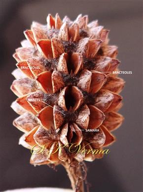  Mature infructescence